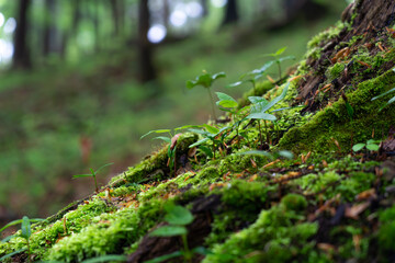 tree seedlings on the trunk