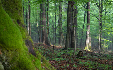 forest in the morning