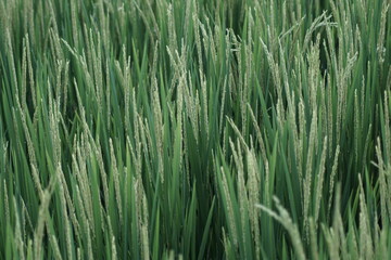 Fototapeta na wymiar close-up view of rice paddy in the ricefield