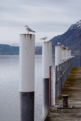 A pier with white posts with a snowy mountain in the background.