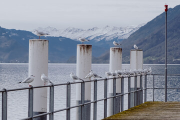A pier with white posts with seagulls on them and a snowy mountain in the background.