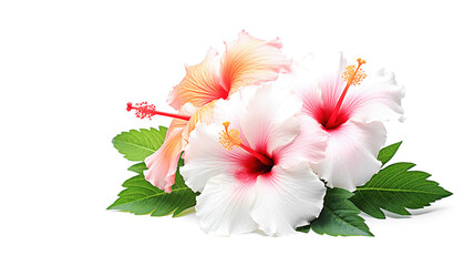 AI generative.  Hibiscus flowers on the white
