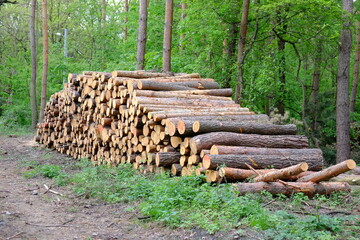 Sawn bars of trees in the sawmill are stacked in a pile