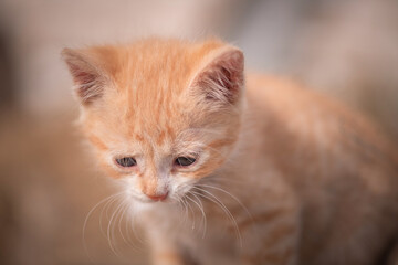 Portrait of a little ginger kitten in straw on a farm.