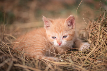 Portrait of a little ginger kitten in straw on a farm.