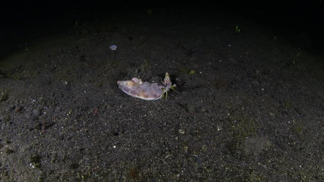 Vomer conch - Euprotomus vomer walking on the seabed at night. Sea life of Tulamben, Bali, Indonesia.
