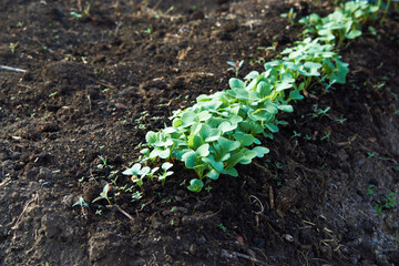 planting seedlings of vegetables in the spring in the garden