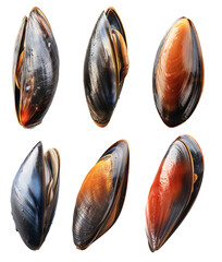 collection of individual mussels on a transparent background, Generative AI - obrazy, fototapety, plakaty