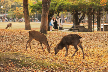 Fototapeta premium Deer in Nara Park in Autumn in Japan