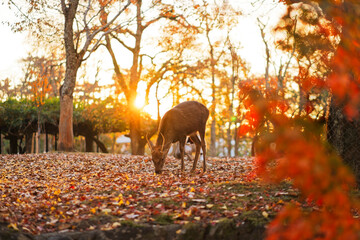 Fototapeta premium Deer in Nara Park in Autumn in Japan