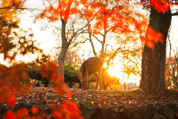 Deer in Nara Park in Autumn in Japan