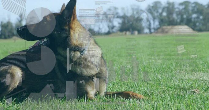 Animation of data processing over dog on grass