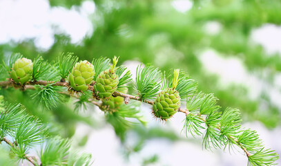 young larch tree cones on fluffy needles green branches close up, abstract natural background. tree Larix decidua Pendula. spring season. young cones use medicine, homeopathy, naturopathy.