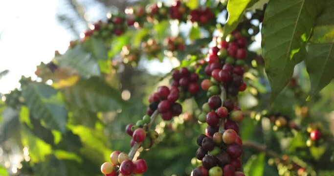 Group of ripe and raw coffee berries on coffee tree branch. Coffee plant in farm plantation in Thailand.