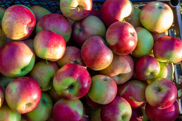 Autumn day. Village garden. Ripe red apples on a tree and in a box are in the frame.