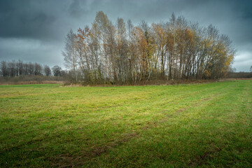 Trees behind a green meadow and a cloudy gray sky