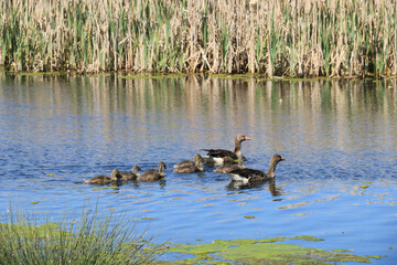 Graug&auml;nse mit ihren G&ouml;sseln auf einem Teich