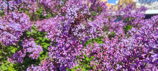 Obraz premium Fragrant lilac bloomed (Syringa vulgaris). Cappadocia