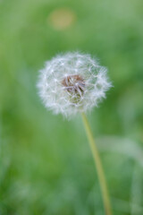 Obraz premium 野原の緑の草の中で風に揺れるタンポポ