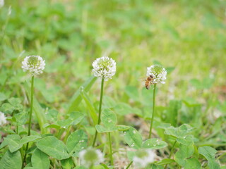 シロツメクサ・シロツメ草・新緑・蜜蜂