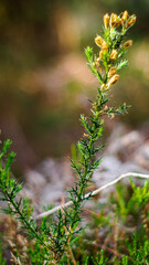 Macro d'épines d'ajonc 