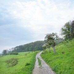 dirt road and blossoming apple tree in south limburg near slenaken