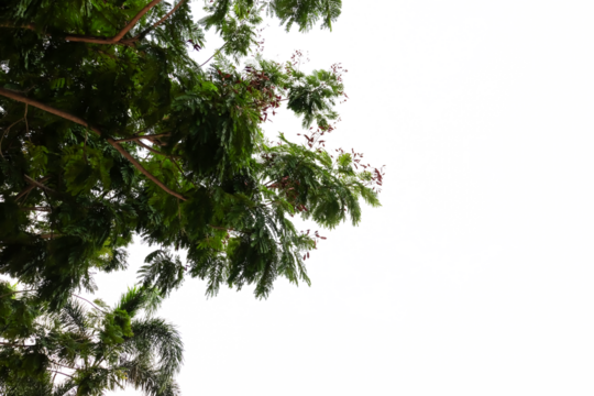 branches of a tree in the wind