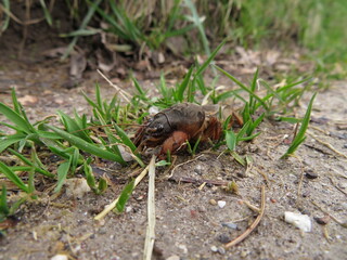 Maulwurfsgrillen