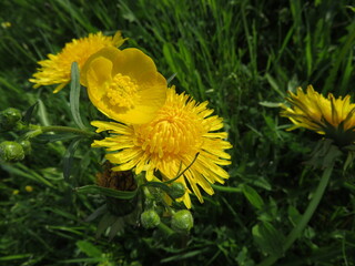 Gelbe Blüten im Frühling