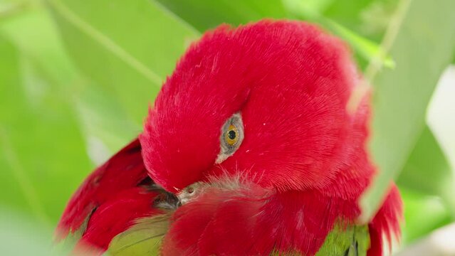 Chattering lory resting with beak in plumage, close up of endemic parrot