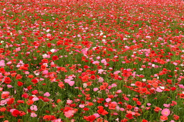 ポピーの絨毯