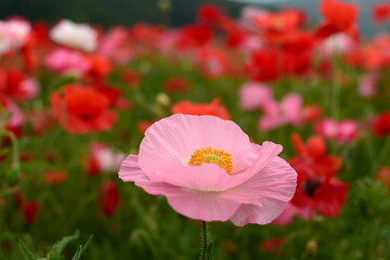 Obraz premium ピンクのポピー