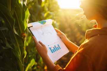 A farmer woman stands in a field and inspects a green corn plantation. Agriculture, organic gardening, planting or ecology concept.