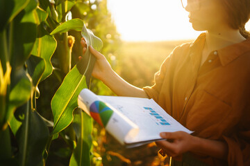 A farmer woman stands in a field and inspects a green corn plantation. Agriculture, organic...
