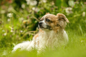 Portrait of a cute little longhair Chihuahua dog in spring outdoors