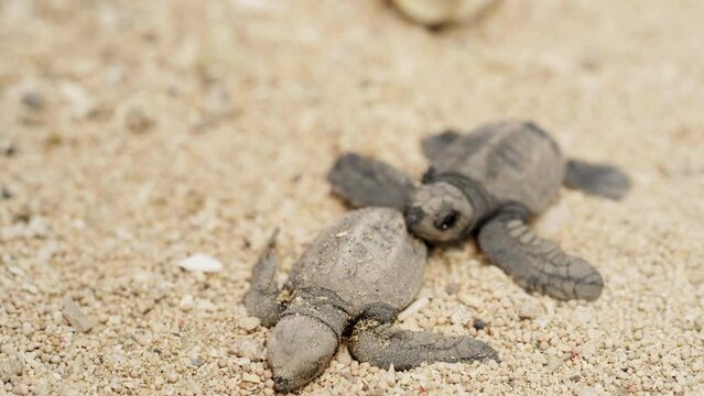 baby sea turtle hatching on beach, symbolic resilience, wildlife conservation