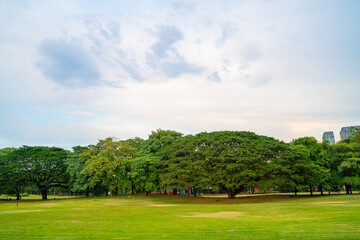 Green meadow grass with tree in city public park fresh air in downtown