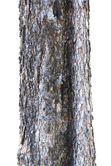 Tree trunk isolated on white background.