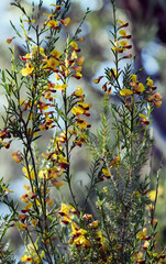 Yellow and red flowers of the Australian native pea Bossiaea heterophylla, family Fabaceae, growing in Sydney woodland, NSW, Australia. Common name is the Variable Bossiaea. Endemic to NSW east coast