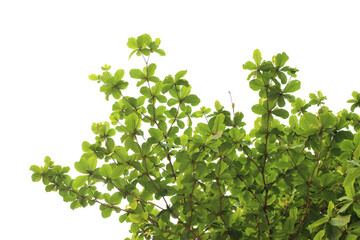 Green leaf or branch isolated on white background.