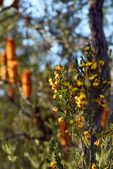 Autumn Sydney woodland and sclerophyll forest understory with yellow and red flowers of the Australian native pea Bossiaea heterophylla, family Fabaceae and orange Banksia ericifolia, Proteaceae