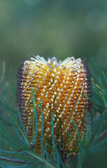Close up of flowers and inflorescence of Australian native Hairpin Banksia, Banksia spinulosa, Family Proteaceae, in Sydney Woodland, NSW. Endemic to open forest and woodland of east coast Australia.  - 604545939