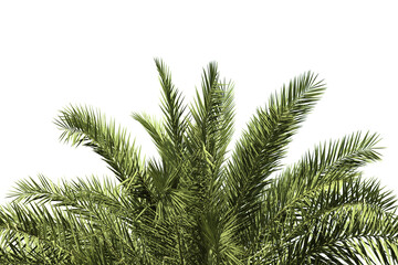 green coconut leaf or tree branch isolated on white background.Selection focus.