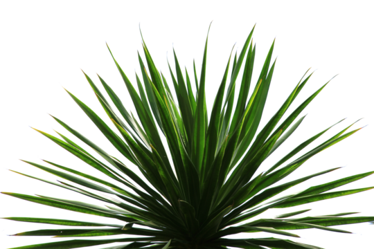green coconut leaf or tree branch isolated on white background.Selection focus.