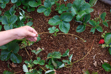 Strawberry. Offshoot of a plant in a hand of a farmer