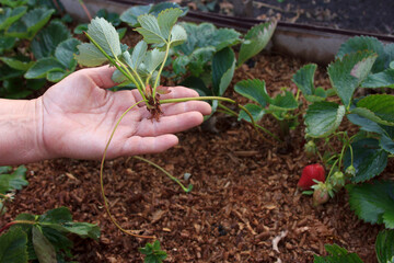 Young shoot of strawberries in the hand of the farmer