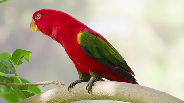 chattering lory, lorius garrulus, an endemic parrot of Indonesia, vulnerable 