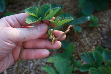Strawberry. Young offshoot of a berry bush in a hand of a farmer