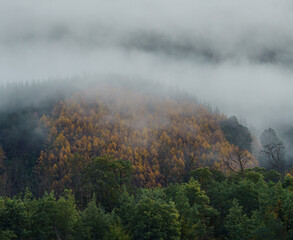 The autumn colours shrouded in the morning fog