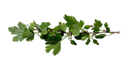 Branch of gooseberry bush on isolated white background. Sprout of spring berry bush with leaves isolated. Copy space.